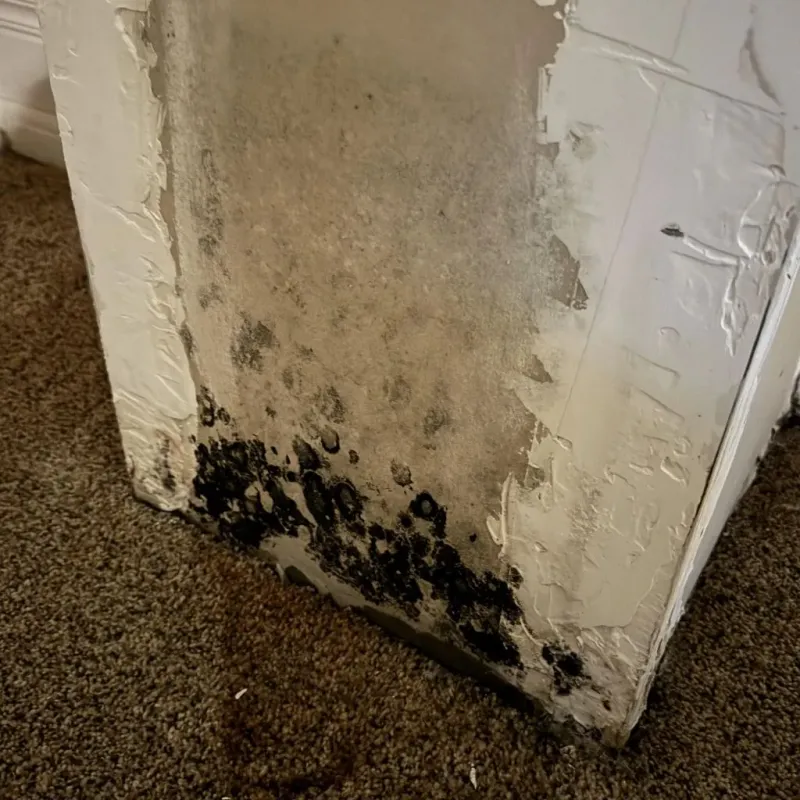 Professional Mold Removal in Coryell County, TX
